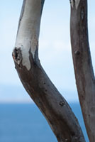 Tree silhouetes 